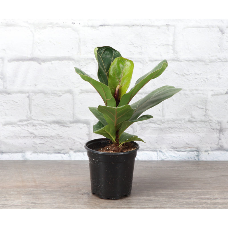 Live Fiddle Leaf Fig Plant