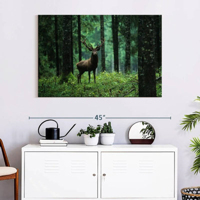 Brampt Elk In Forest