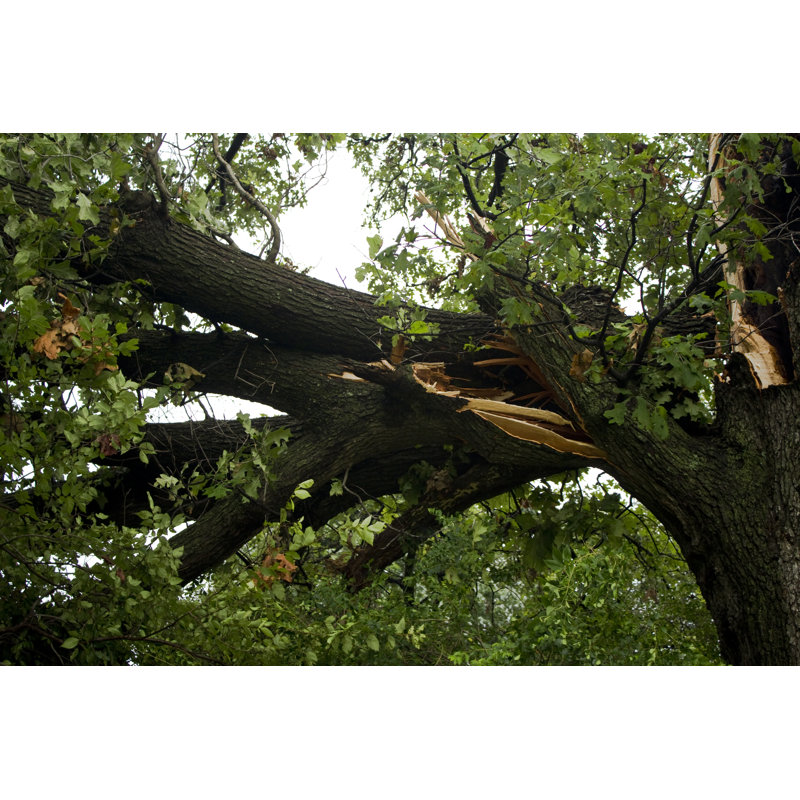 Storm Damage Large Branch by Rdlamkin - Wrapped Canvas Print, 20cm H x 30cm W