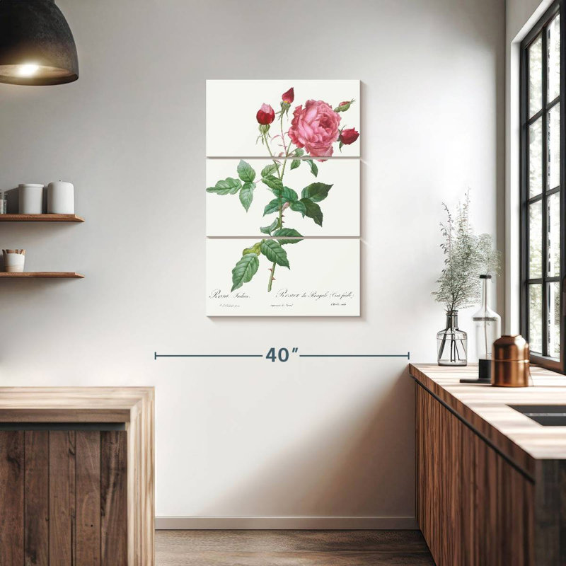 Provence Rose Rosa Indica de Les Roses, H 38 po x l 24 po