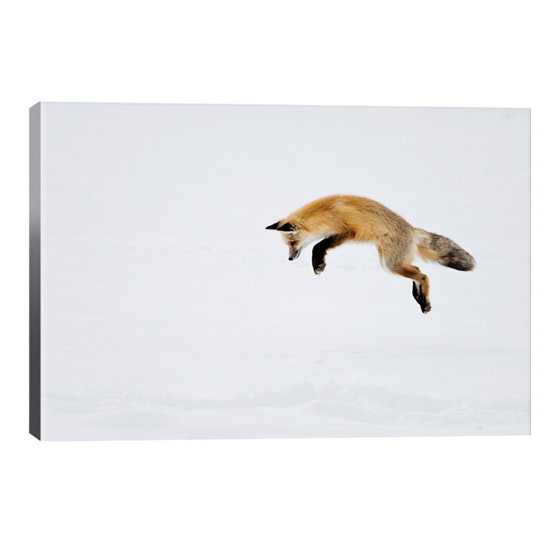 USA, Yellowstone National Park, Wyoming. A Red Fox Leaps For His Prey Hiding Under The Snow. by Deborah Winchester - Wrapped Canvas Print