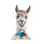 Llama Latte by Holly Simental - Print on Canvas-609629611-609629610