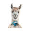 Llama Latte by Holly Simental - Print on Canvas-609629781-609629611