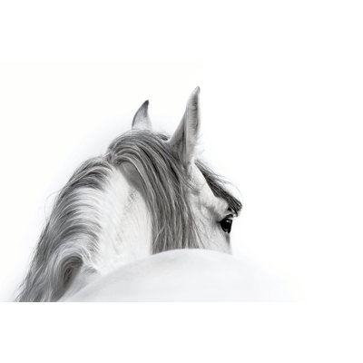 " Black And White Horse "