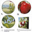 Red Cherry Tree Explosion 4 - Art mural cerise-634328807-634328809