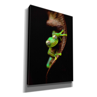 'Frog Portrait' by Thomas Haney, Giclee Canvas Wall Art