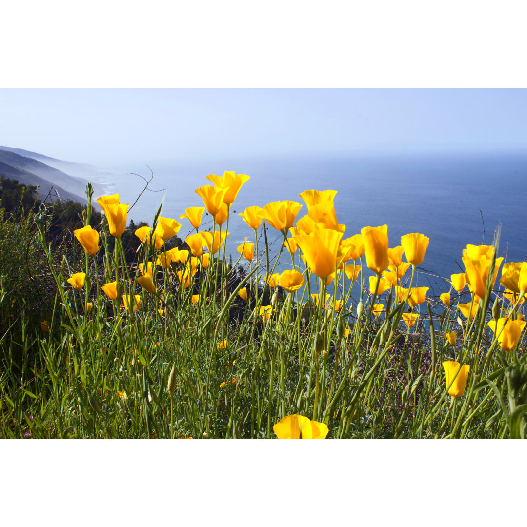 Gelber Mohn - Leinwandbild