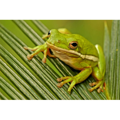 " Green Tree Frog " by Donyanedomam