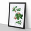 Raspberry Plant by Pierre-Joseph Redoute - Picture Frame Painting Print-55601978-55601979