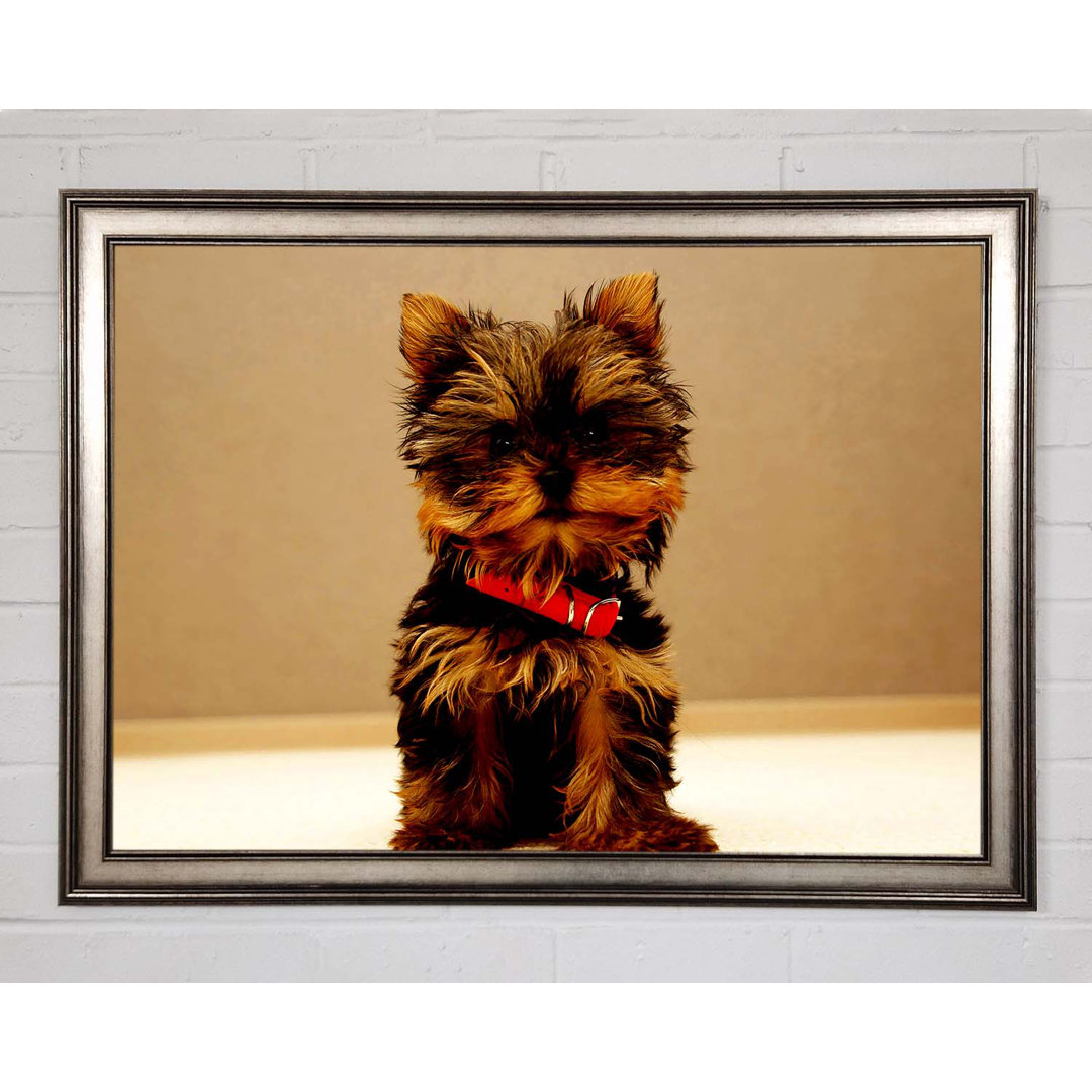 Yorkshire Terrier Welpe - Einzelner Bilderrahmen Kunstdrucke