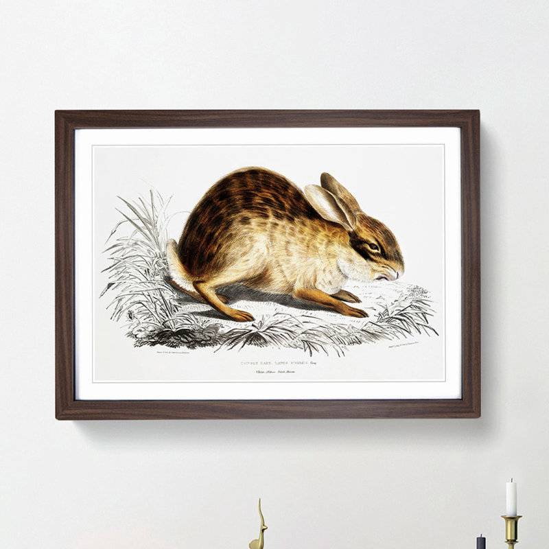 Chinese Hare by John Edward Gray - Picture Frame Painting Print, Walnut Framed, 36cm H x 48cm W x 2cm D