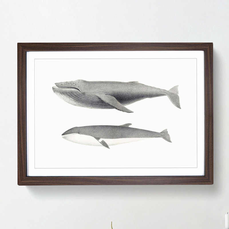 Humpback & Minke Whale by C.M. Scammon - Framed Print, 27cm H x 36cm W x 2cm D, Walnut Framed