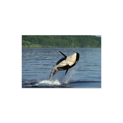 " Orca Breaching, Inside Passage, Alaska " by Gerry Ellis