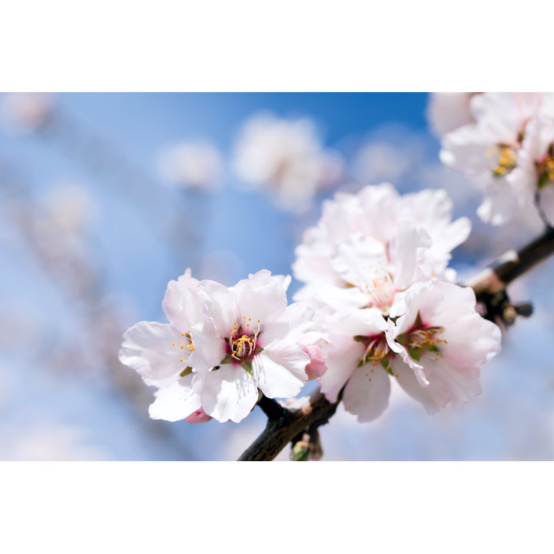 Blossoming Almond Tree - Wrapped Canvas Print, 30cm H x 46cm W
