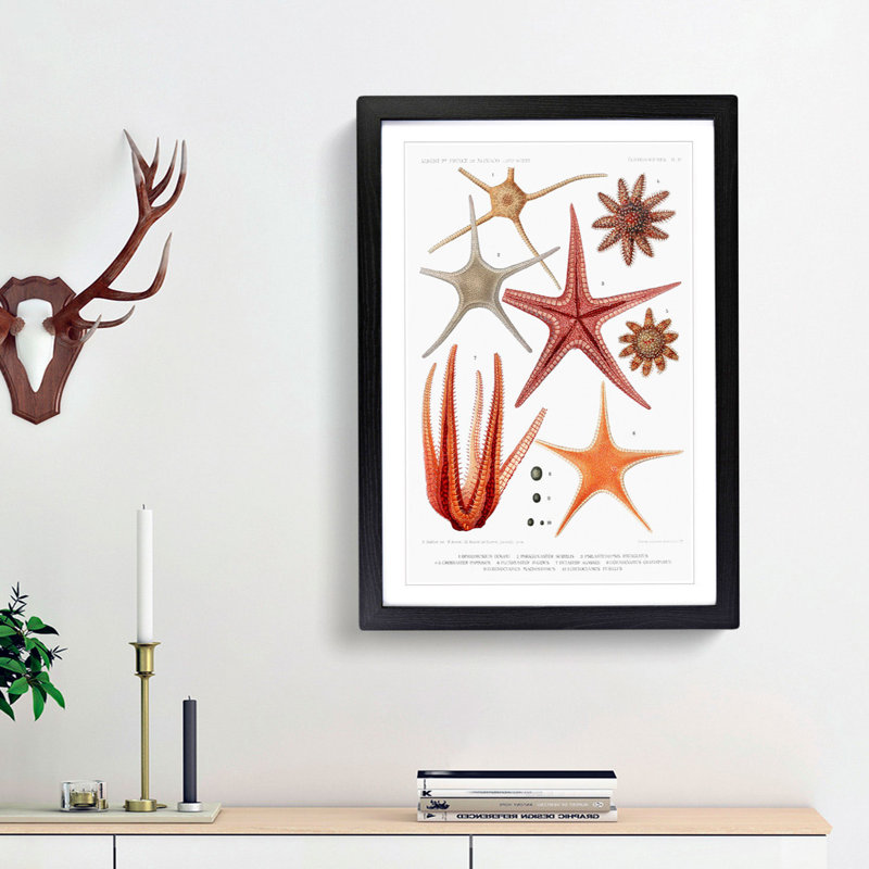 Selection of Starfish by Albert I - Picture Frame Painting Print, 65cm H x 48cm W x 2cm D, Black Framed