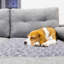 Couverture pour animaux-105792781-105792782
