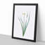 Primrose Flowers by Pierre-Joseph Redoute - Picture Frame Painting Print-55601671-55601676