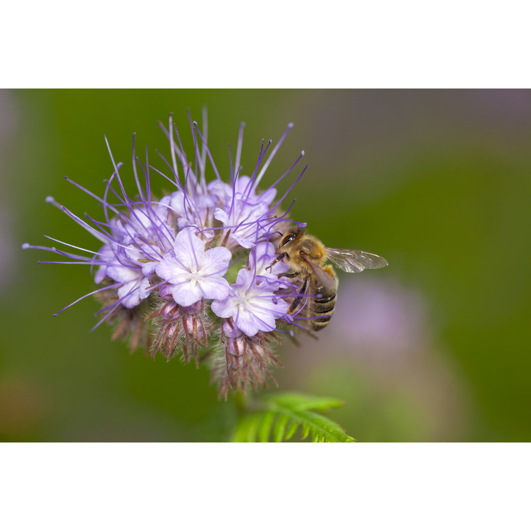 Honigbiene auf violetter Phacelia Tanacetifolia Blüte von Proxyminder - Drucken