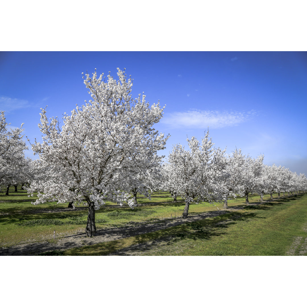 Almond Orchard Springtime von BigWest1 - Druck auf Leinwand ohne Rahmen