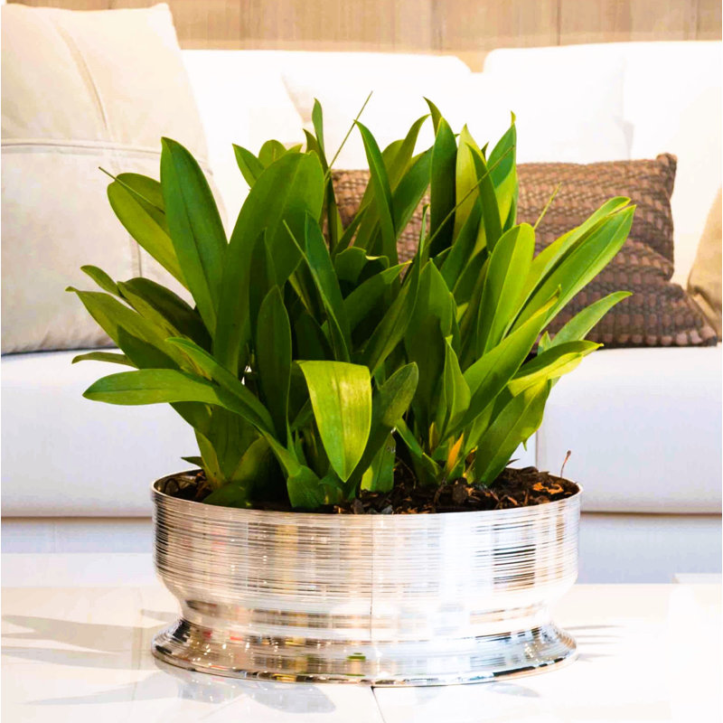 Vasos E Centros De Mesa Metal Planter, 16" H x 16" W x 6" D