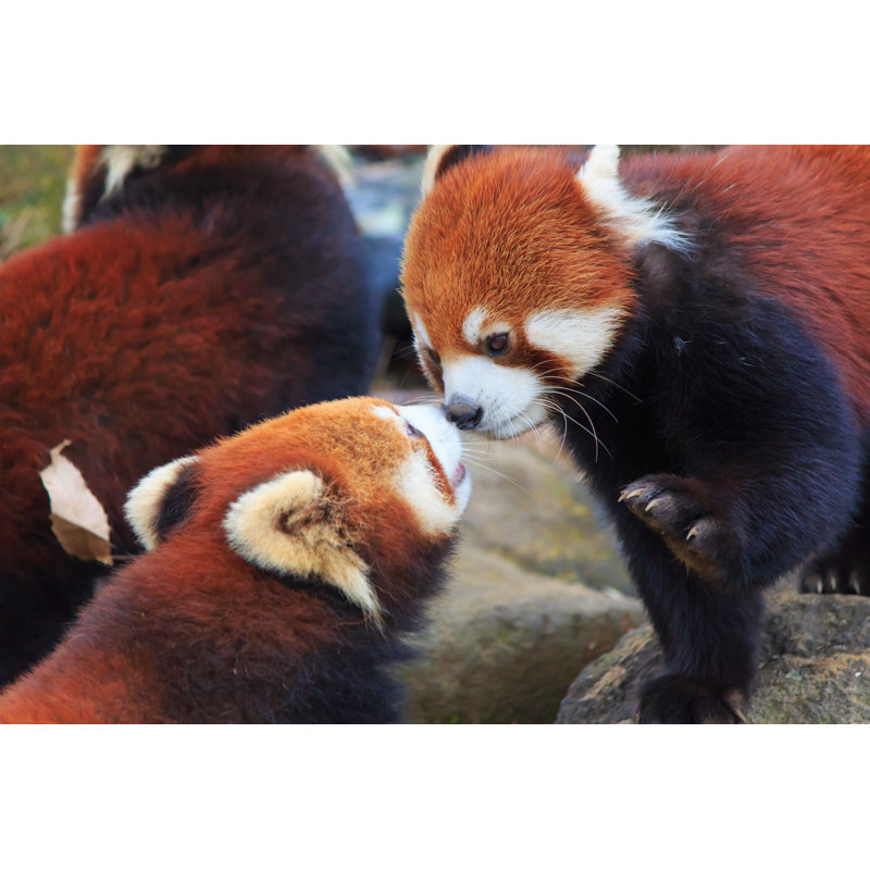 " Red Panda " by Hiro1775, 48" W x 32" H