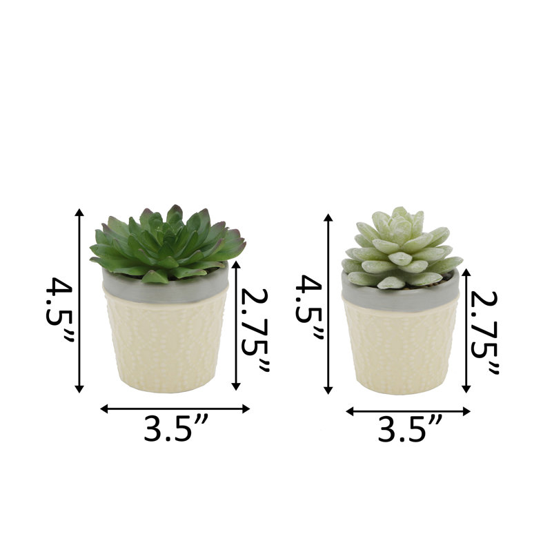 Plante grasse en pot 2 pièces, Jaune