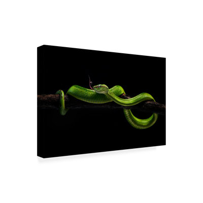 Bolog Rooswandy Juniawan Viper One Canvas Art