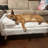 Casheena Orthopedic Fleece Pet Bed-385644361