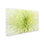  Wrapped Canvas Wall Art - Cora Niele 'Lime Light Spider Mum' Wall Art for Living Room, Bedroom, or Office Décor - 12x19-31105991