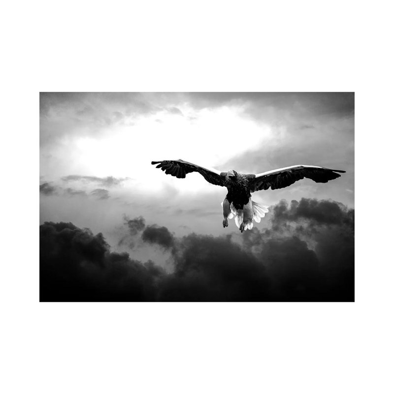 Glorious Stellers Eagle In Black And White by Nik Rave - Wrapped Canvas Print, 20.32 cm H x 30.48 cm W