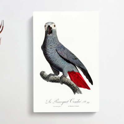 The Grey Parrot by F. Levaillant - Wrapped Canvas Painting