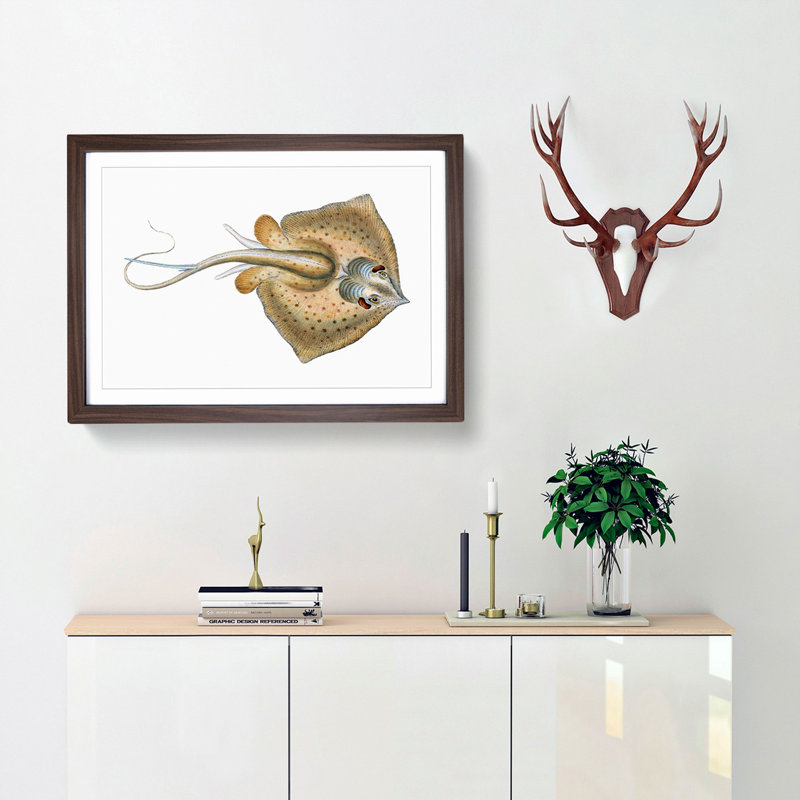 Common Stingray by Edward Donovan - Framed Print, 36cm H x 48cm W x 2cm D, Walnut Framed
