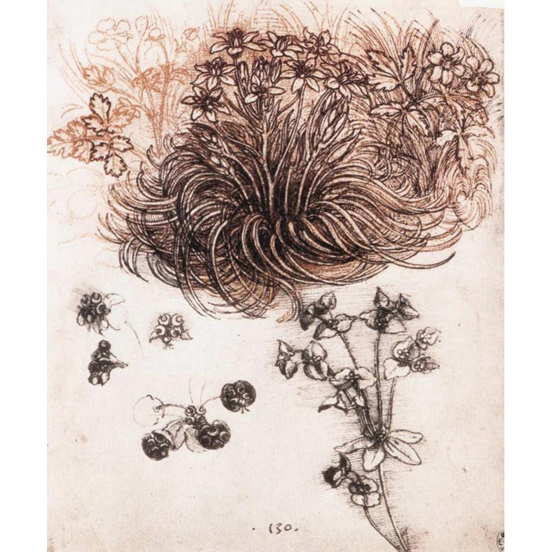 Étoile de Bethléem et autres plantes