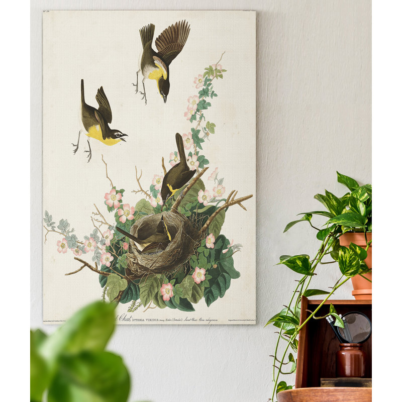 «Pl 137 Yellow-chested Chat», reproduction d'art sur toile, H 27 po x l 18 po x P 1 po