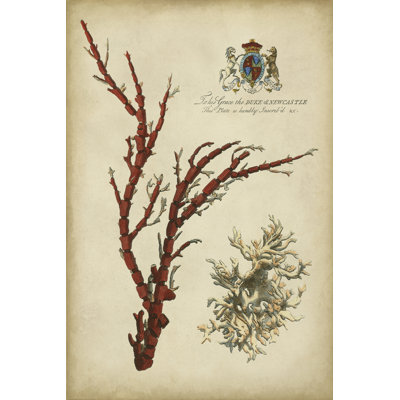 Imperial Coral I by Vision Studio - Wrapped Canvas Painting