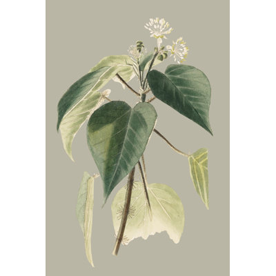 Botanical Cabinet II
