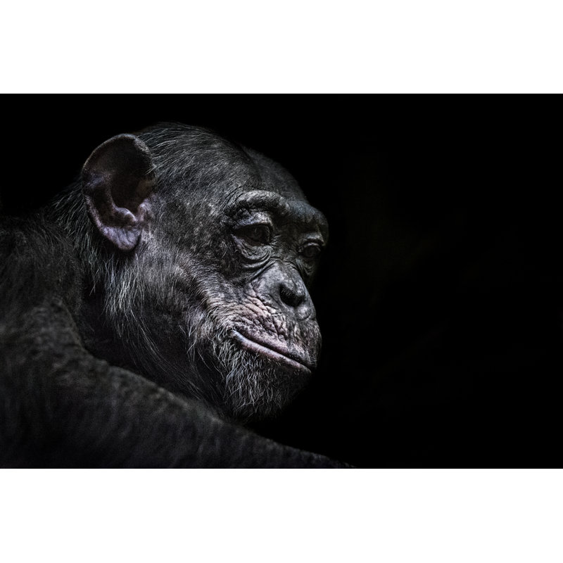 Chimpanzee Portrait - Wrapped Canvas Print, 51cm H x 76cm W x 3.8cm D