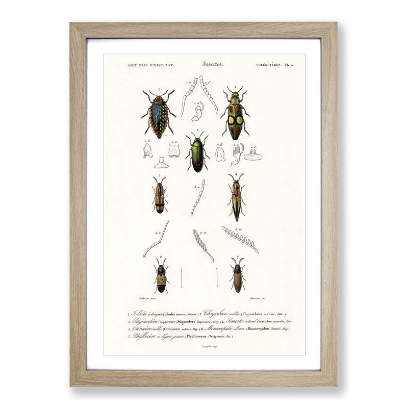 Beetle Illustration PL.4 by Charles D'Orbigny - Single Picture Frame Print, 33cm H x 24cm W x 2cm D, Oak Framed
