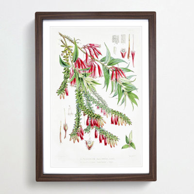 Himalayan Plants XV by W. H. Fitch - Picture Frame Painting Print