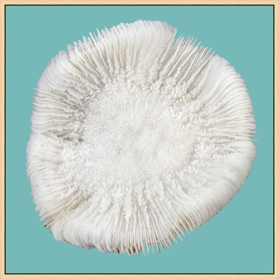 Coral Aqua 4' Framed Photographic Print