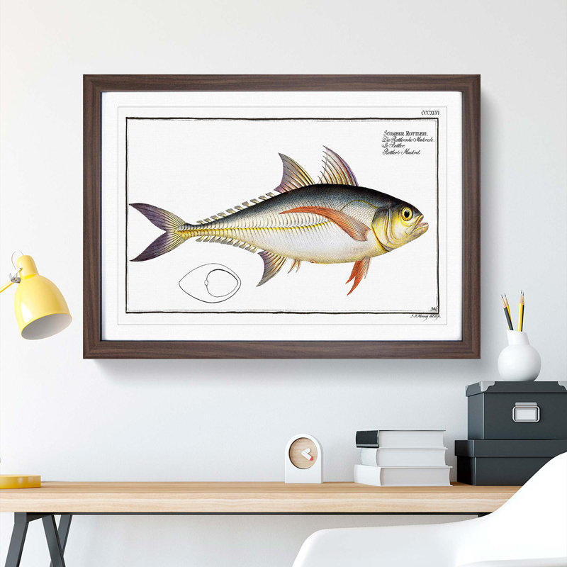 Rottler's Mackerel Fish by M.E. Bloch - Picture Frame Graphic Art Print, 35cm H x 50cm W x 2cm D, Walnut