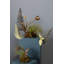 Craning Tulip
