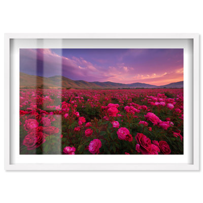 Sea of Roses II Shadowbox Print Sunset Wall Decor by Notoriart, White Frame, 55 x 37