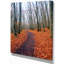 « chemin de la forêt d’automne » paysages, reproduction de photo sur toile tendue-29502907