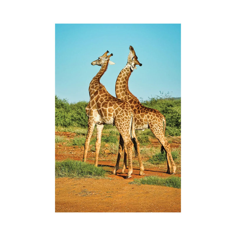 African Bull Giraffes Fighting by Rhonda Thompson - Print on Canvas, 20.32 cm H x 30.48 cm W, Wrapped Canvas