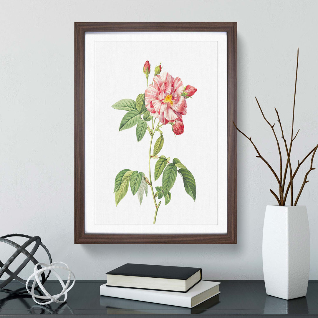 Pink French Rosebush by Pierre-Joseph Redoute - Picture Frame Graphic Art Print