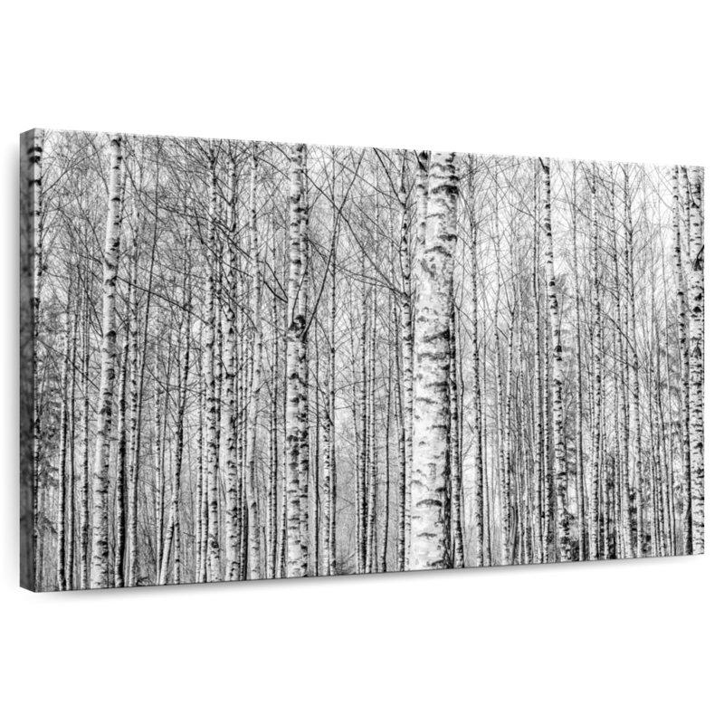 Harnek Naked Birch Forest, 34" H x 51" W