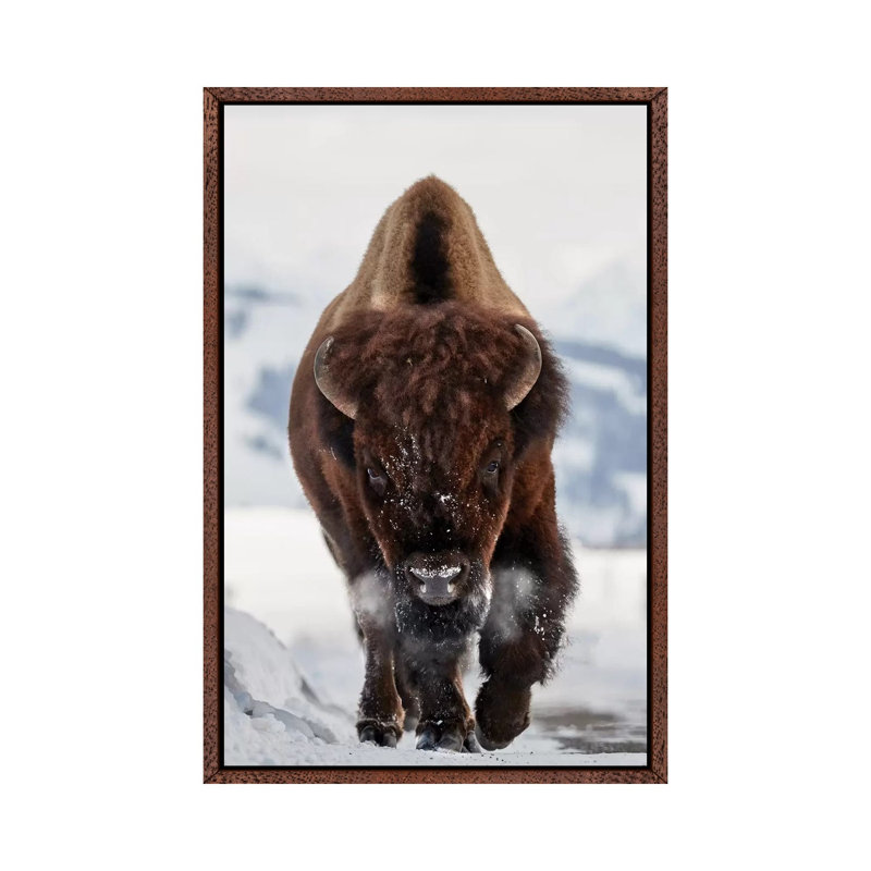 Bison Incoming by Peter Hudson - Print on Canvas, Classic Brown Wood Framed, 66.04 cm H x 45.72 cm W