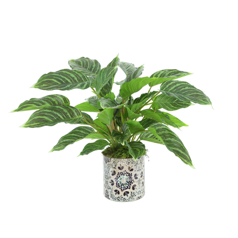 Rohdea Japonica Bush in Decorative Glass Vase