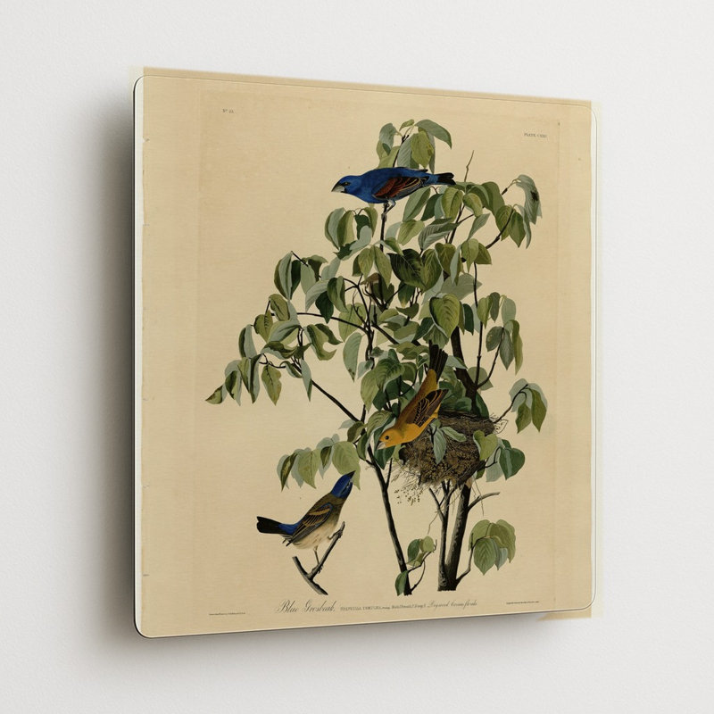 Gros-bec bleu, planche 122 — Décoration murale carrée en métal, 16" H x 16" W